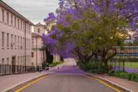 Announcing the Most Beautiful Jacarandas in Sydney!