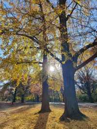 Explore the Beauty of Brooklyn's Prospect Park in Autumn