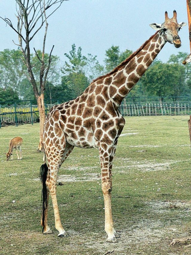 南通 | 森林野生動物園   非常適合帶小朋友。