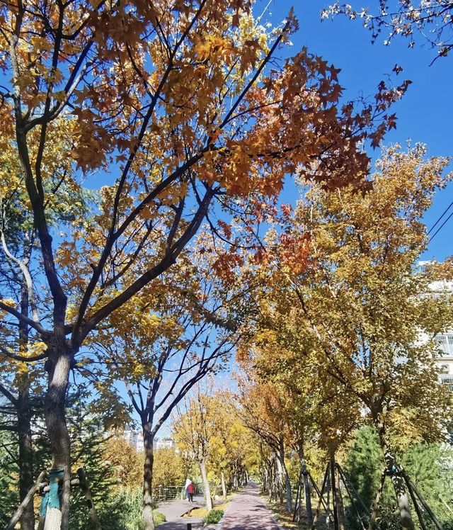 紅蓮湖：自然繪就的詩意畫卷。