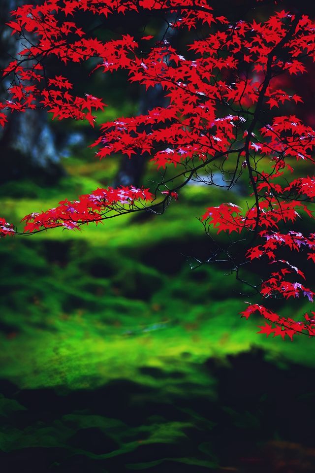 京都西芳寺。