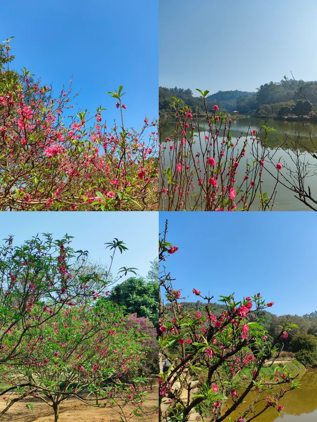 南國桃園！在開滿花的枝頭，春意盎然。