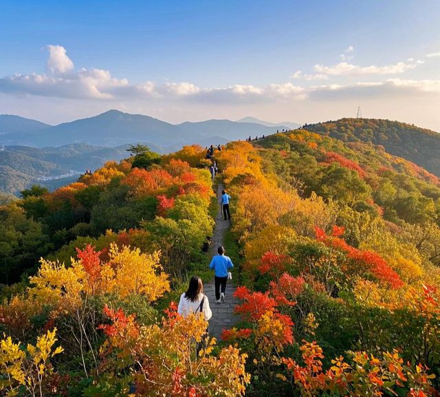 五桂秋韻，杉紅瀑秀