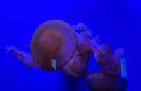 塔爾薩俄克拉荷馬水族館：探索海底世界的奧秘
