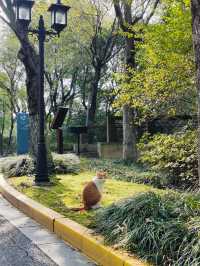 上海休閒的好地方顧村公園