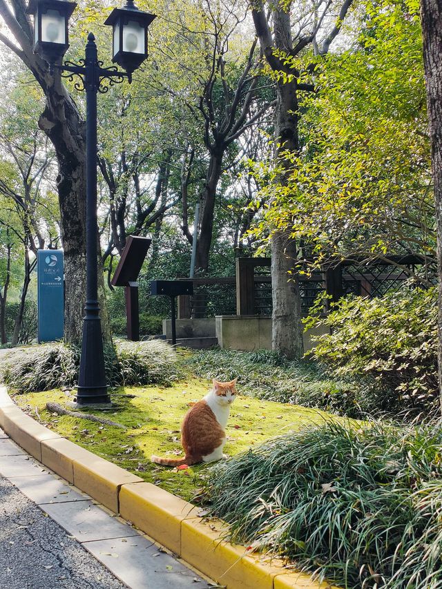 上海休閒的好地方顧村公園