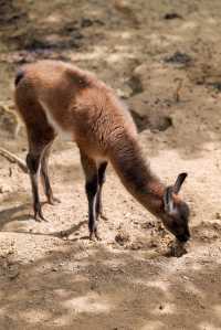 遼陽動物園：歡樂的動物家園