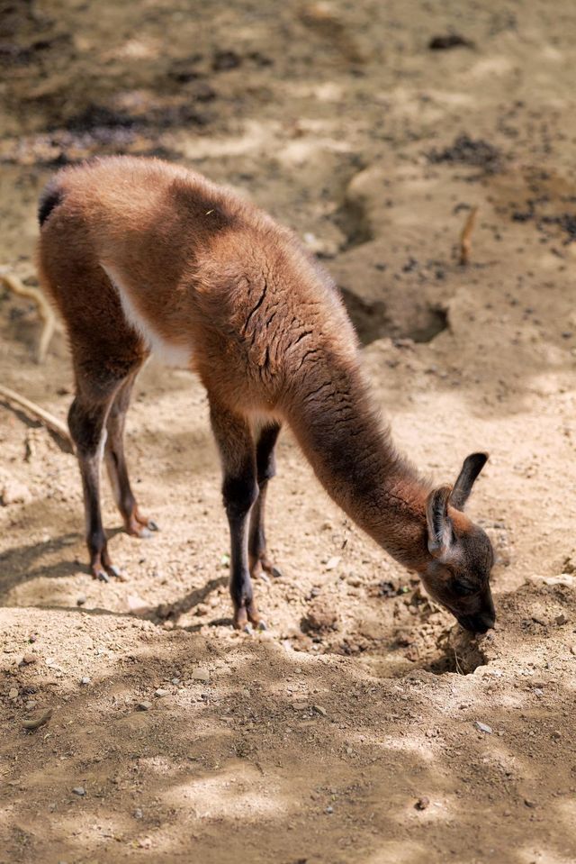遼陽動物園：歡樂的動物家園