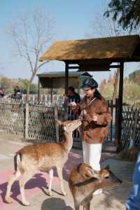 2小時輕鬆遊玩杭州灣濕地公園