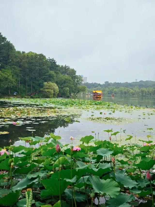 13-Day Itinerary for Shandong, Heze, and More