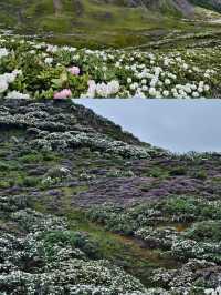 徒步再累也值了！遇見漫山遍野的高山杜鵑
