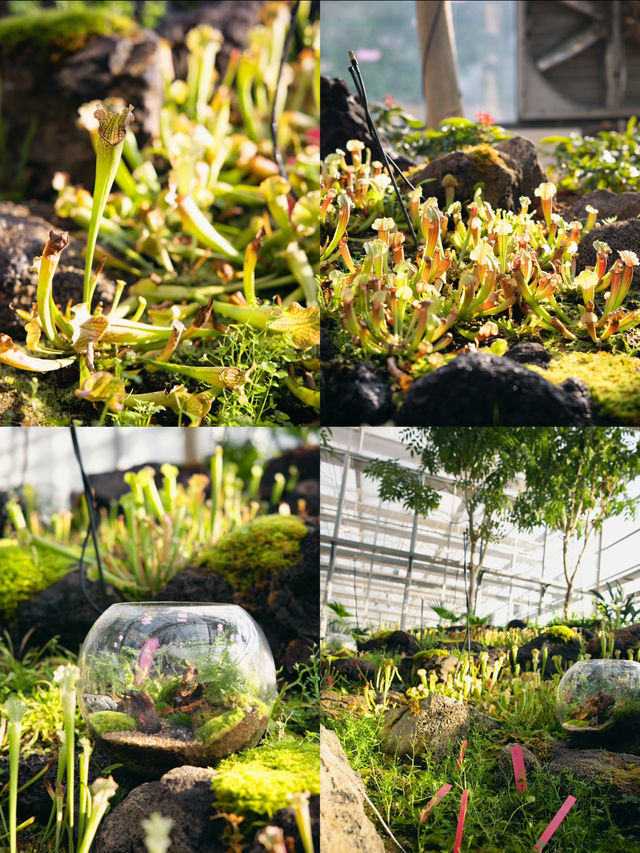 湖南省植物園 | 我好像走進了森林秘境