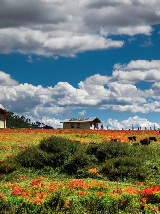Spring Festival in Lijiang and Shangri-La, Yunnan: A Detailed Guide