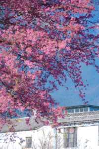 大理菜市場，冬櫻花爛大街