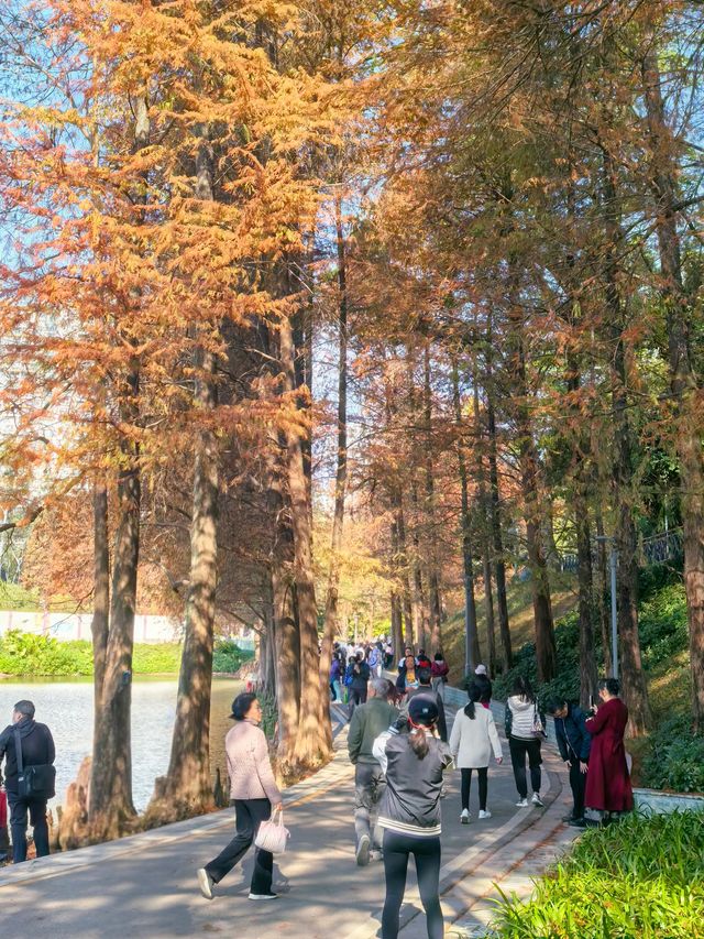 冬日秘境：天河公園的落羽杉幻境