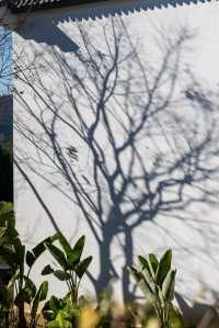 騰沖瑪御谷悅椿 | 山水間·邂逅寧靜與美好