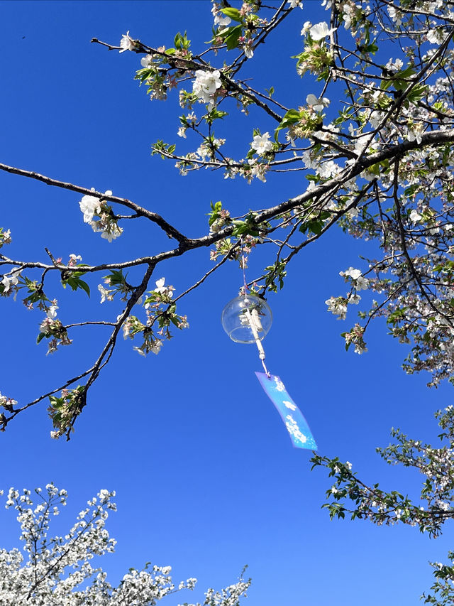 江南小眾賞花之地不容錯過 江南小眾賞花之地不容錯過