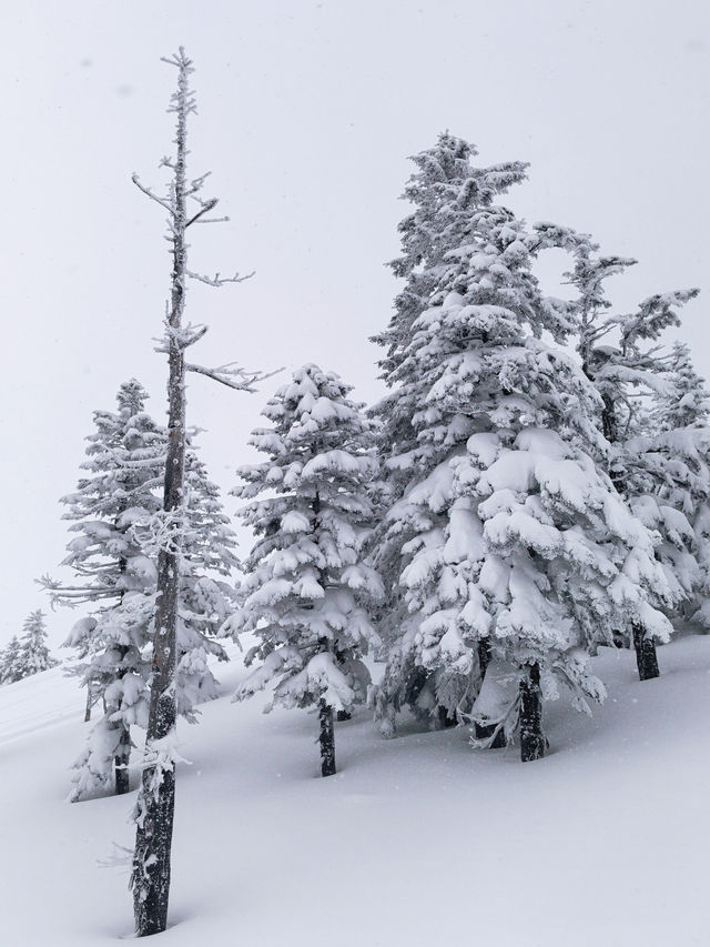 Exploring Nagano's Shiga Kogen Ski Resort: Yokoteyama & Shibutoge