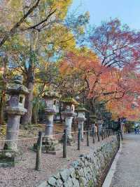 大阪行程｜周邊一日遊｜奈良公園與春日大社