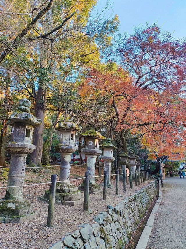 大阪行程｜周邊一日遊｜奈良公園與春日大社