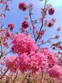 江門一日遊：打卡風鈴木蒲葵林彩虹村