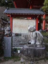 四國阿南｜ 找到了藏在山裡的招財貓神社