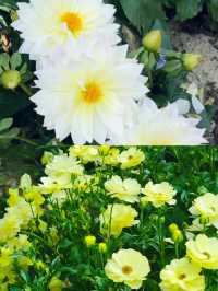 不是荷蘭是深圳仙湖植物園鬱金香花展