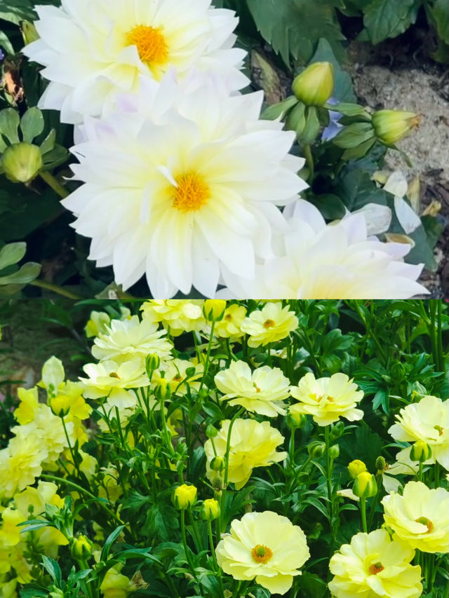 不是荷蘭是深圳仙湖植物園鬱金香花展