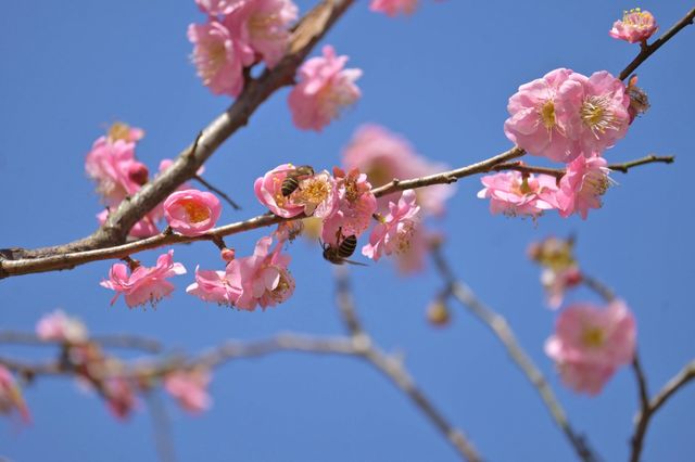 桂林西山公園的臘梅開啦 