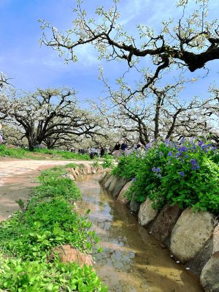 Dangshan Pear King Tree Scenic Area Day Trip Guide | A Fragrant Paradise