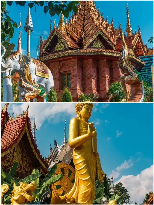 西雙版納2025年2月慘狀，沒來的注意跟著音樂去旅行...