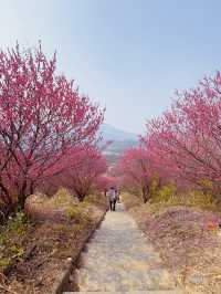 武漢木蘭花谷｜武漢市內闖入超壯觀的梅園花海