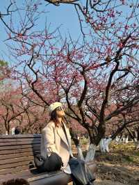 上海賞梅遊記·世紀公園梅花盛放中🌸