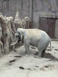 「由李村出發1.5小時！黃島野生動物園帶娃打卡全攻略」