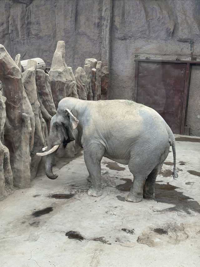 「由李村出發1.5小時！黃島野生動物園帶娃打卡全攻略」