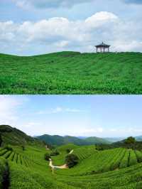 以運動之名 相約餘杭徑山花海