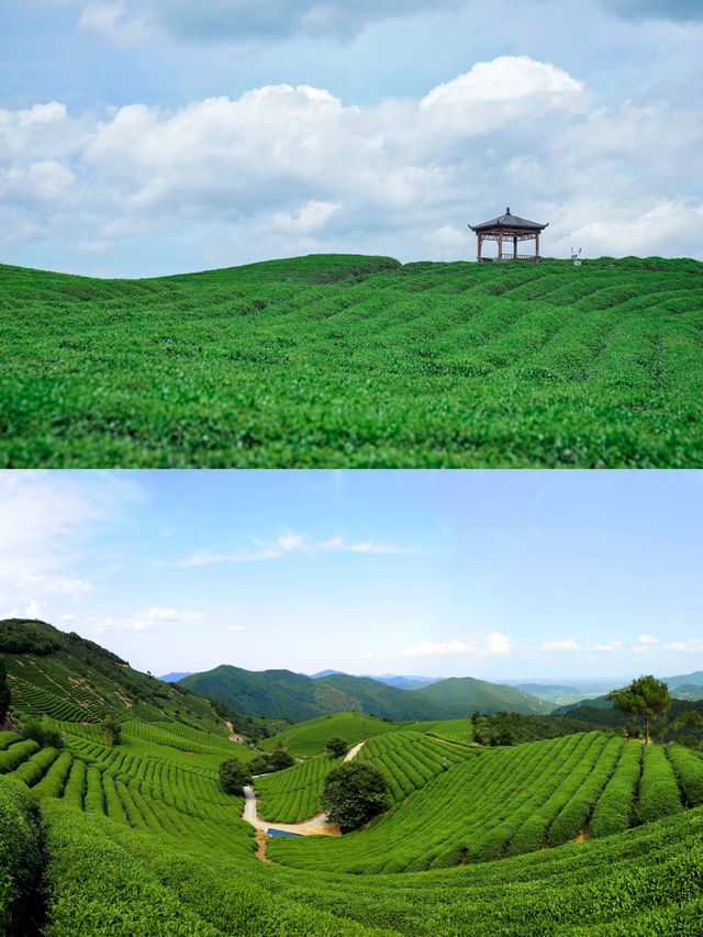 以運動之名 相約餘杭徑山花海