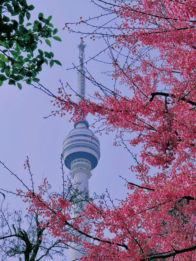 龜山電視塔下的櫻花盛景#