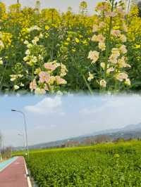 注意重慶廣陽島千畝油菜花即將盛開…