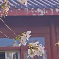 🌸人間仙境！堤角公園邂逅浪漫櫻花雨
