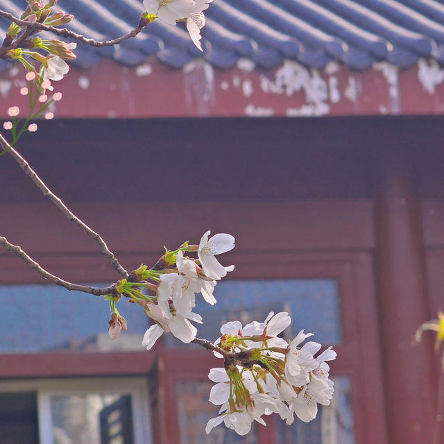🌸人間仙境！堤角公園邂逅浪漫櫻花雨