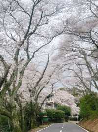 奈良公園的櫻花實在太適合3月來欣賞了！