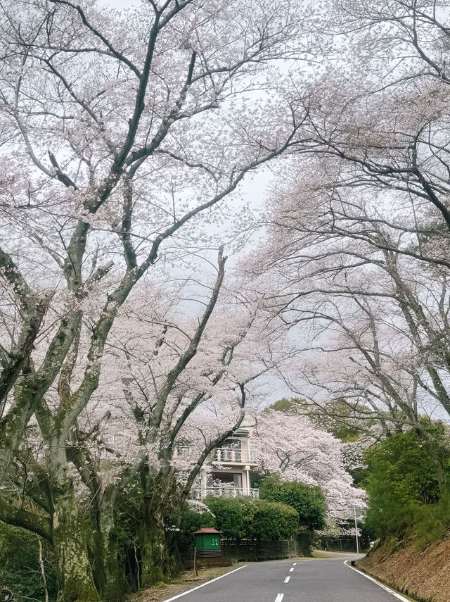 奈良公園的櫻花實在太適合3月來欣賞了！