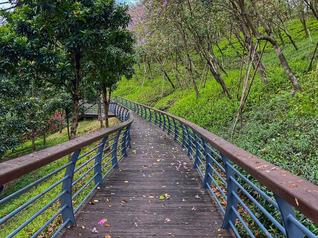 🎇中山金钟湖，如詩如畫的美景