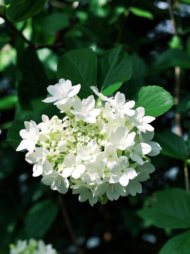 濟州島春日限定！闖入繡球花夢境