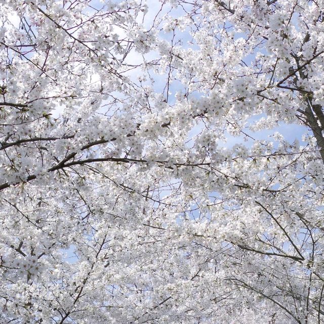 🌸遵義的春天，藏在那片浪漫櫻花園裡