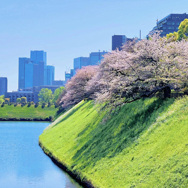 🌸千鳥淵櫻花🌸快要結束啦～