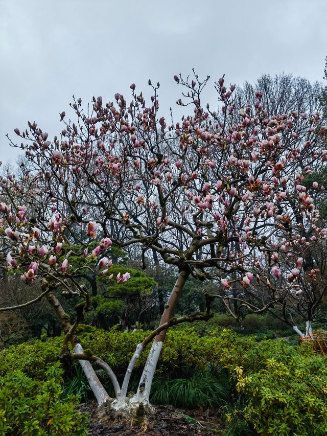 春日嘅淨慈寺