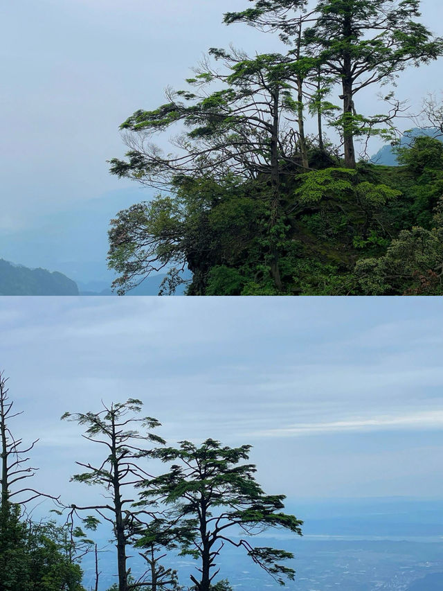 佛系青年的修仙之旅