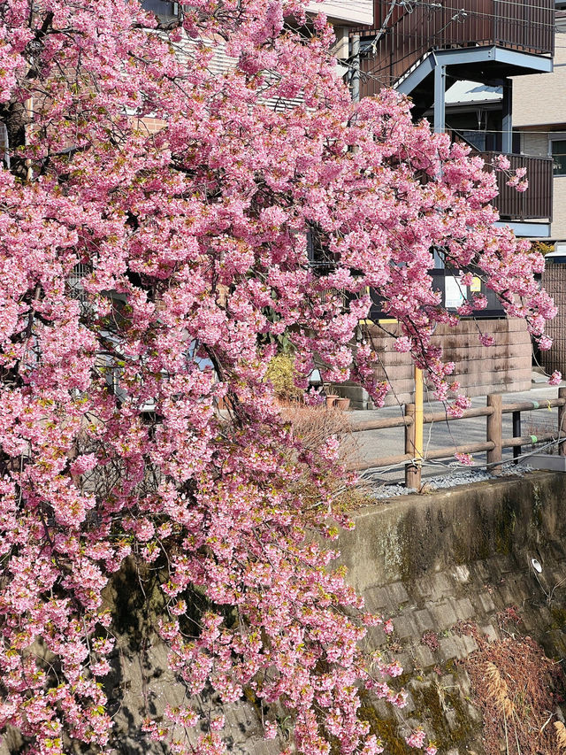 闖入現實版的動漫春日🌸 松戶神社旁的夢幻之河